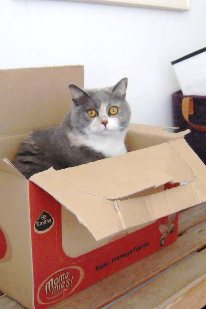 Bartholomew, a grey and white cat, sitting in a large cardboard box.