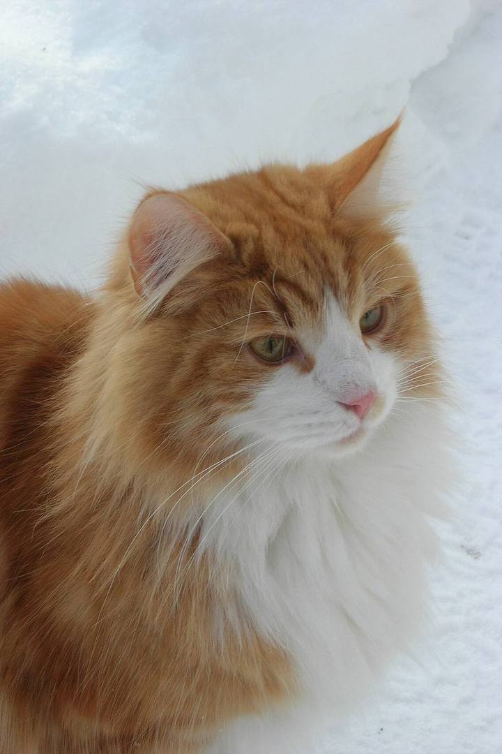 Marmalade, a fluffy ginger and white cat, in the snow.
