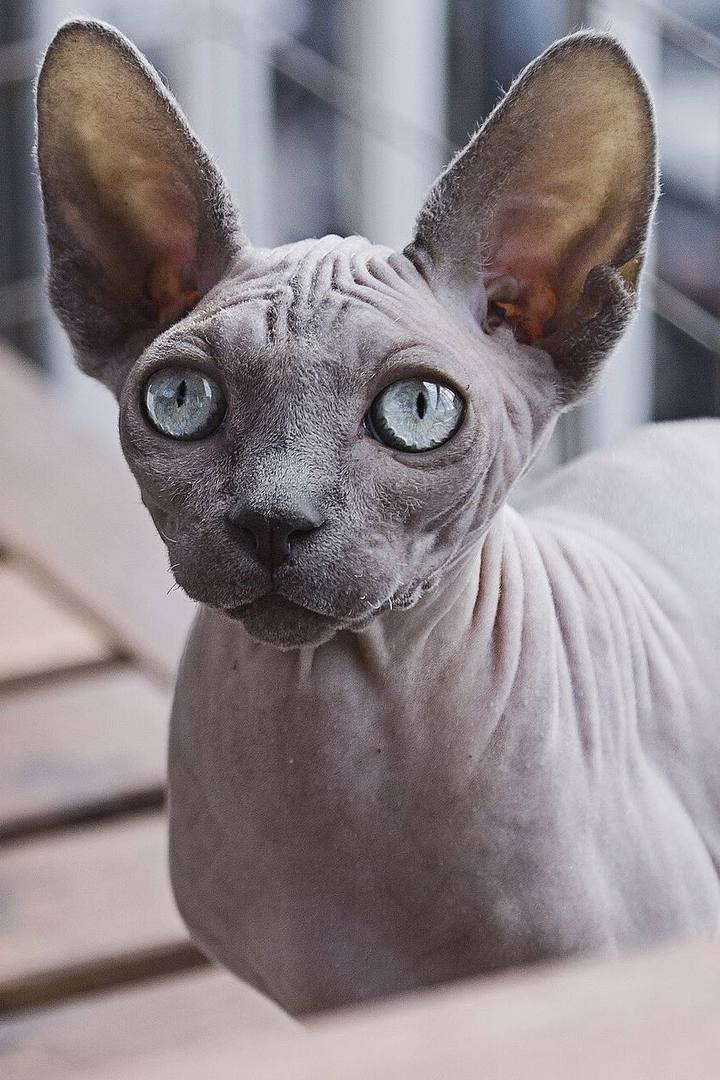 Raisin, a hairless Sphynx with huge ears.